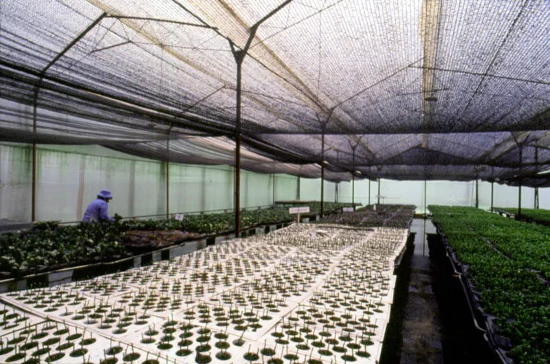 Cosecha de esquejes de clavel en plantas madres, el cuidado de los bancos de encauzamiento y el proceso de fumigación que se realiza con la adecuada protección contra los agroquímicos. José Fernando Machado