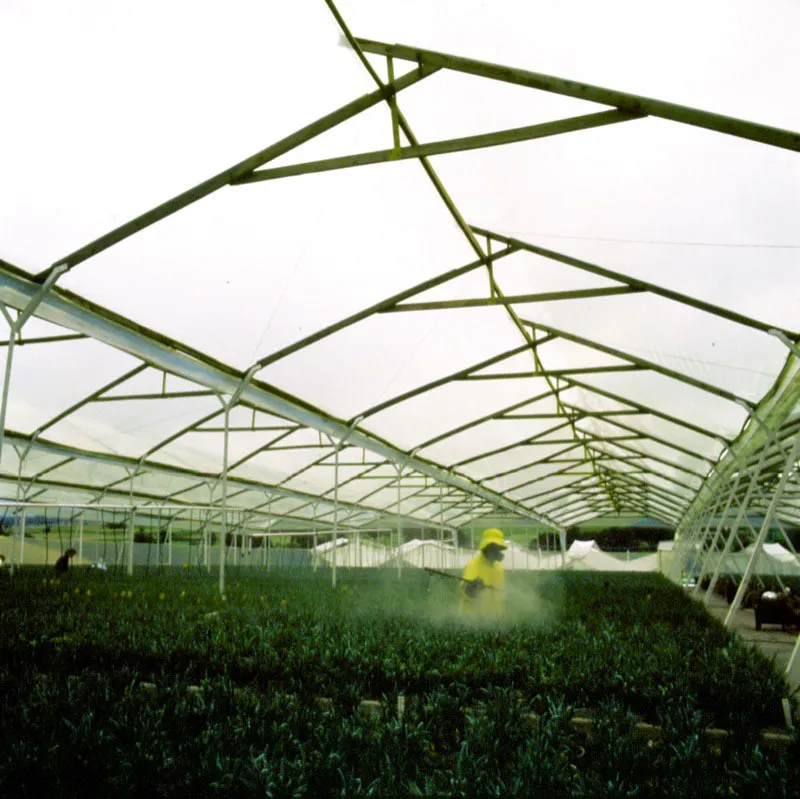 Cosecha de esquejes de clavel en plantas madres, el cuidado de los bancos de encauzamiento y el proceso de fumigación que se realiza con la adecuada protección contra los agroquímicos. Diego Samper