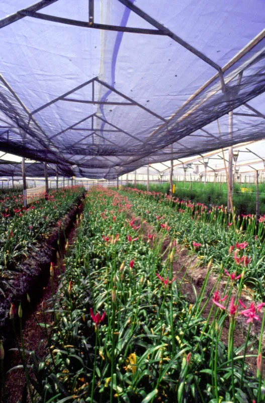 Los nerines son tambin cultivados exitosamente bajo invernadero y han encontrado un mercado muy atractivo en el exterior.  Jos Fernando Machado