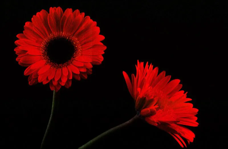 Gerbera. Pilar Gómez