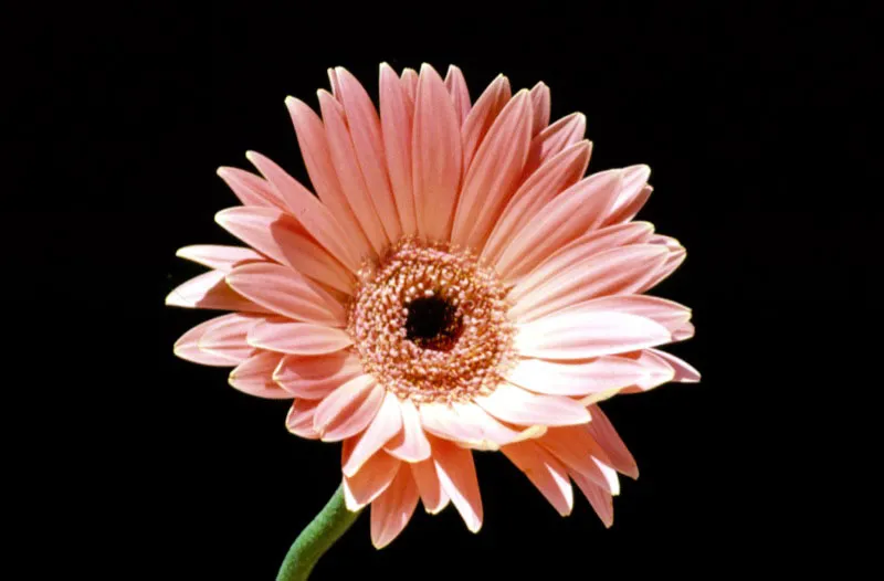 Gerbera. Diego Miguel Garcs