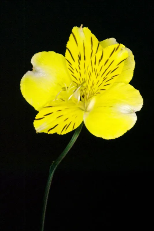 Alstroemerias José Fernando Machado