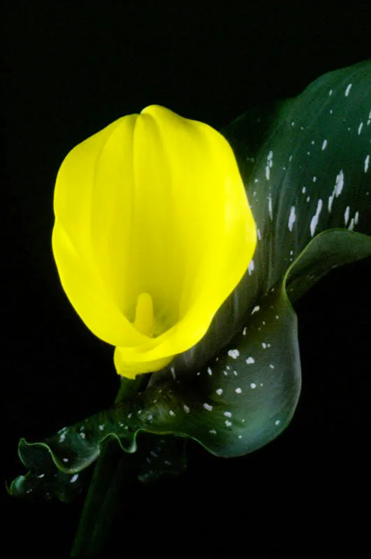 Cartucho amarillo. Pilar Gómez