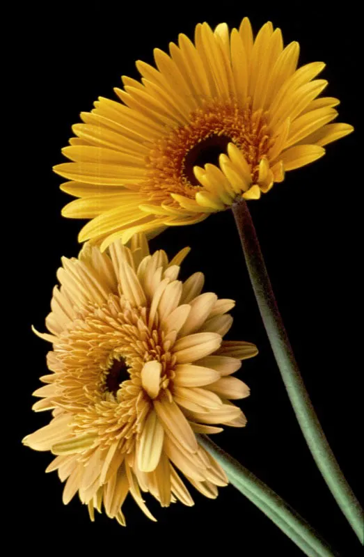 Gerbera. Pilar Gómez