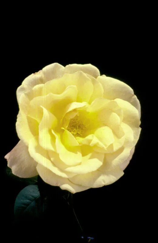 Rosa. Pilar Gómez