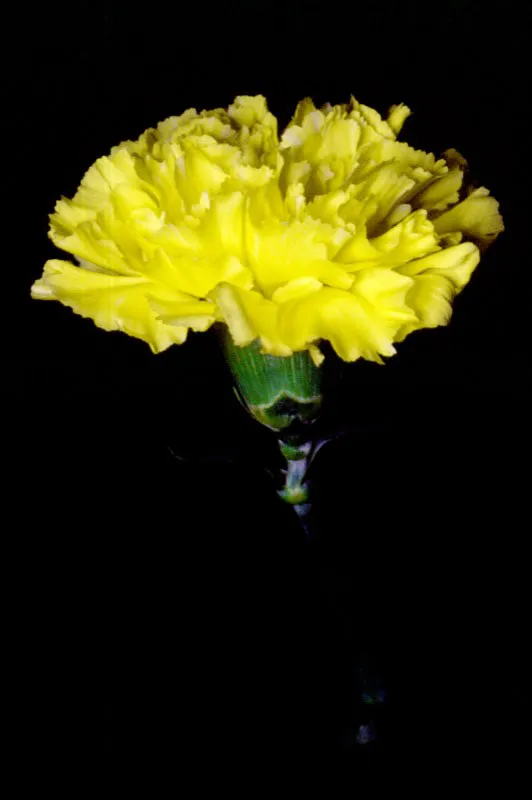 Clavel. José Fernando Machado