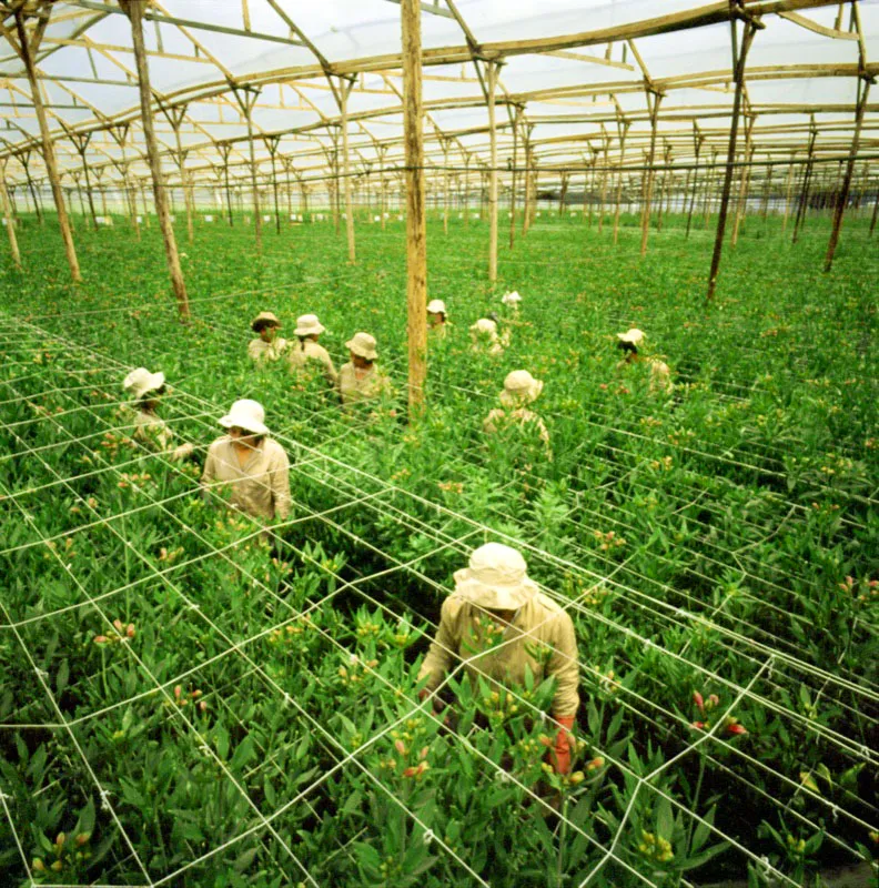 Hermoso cultivo de alstroemerias en plena producción. José Fernando Machado