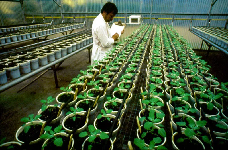 Formas en que se siembran, se desarrollan y se controlan las plantas madres. Sergio Trujillo