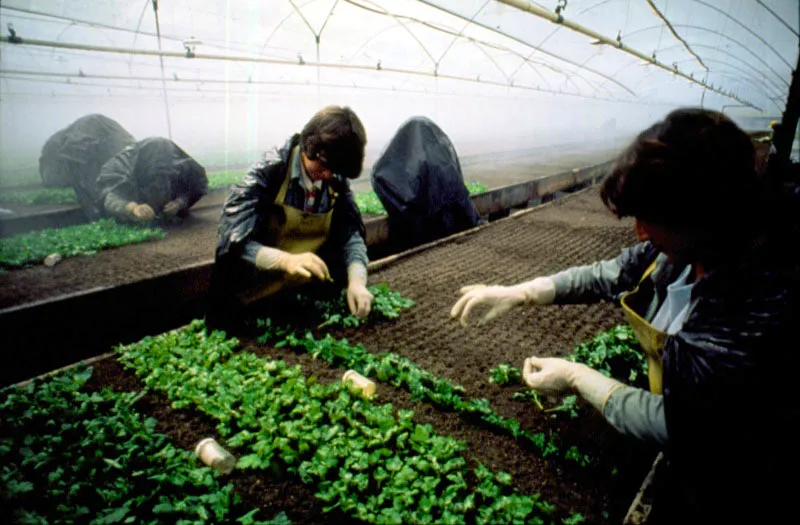 Formas en que se siembran, se desarrollan y se controlan las plantas madres. Sergio Trujillo