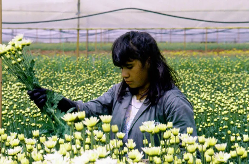 Agrnomos, especialistas y trabajadores calificados siguen diariamente el crecimiento de las plantas y mantienen las condiciones fitosanitarias que satisfagan las exigencias ms estrictas. Jos Fernando Machado