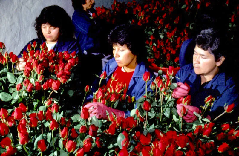 En la post-cosecha, el floricultor puede confirmar la calidad de su producto antes de enviarlo a otros países; esto se logra mediante el control cuidadoso y detallado de las características que debe cumplir cada variedad. José Fernando Machado