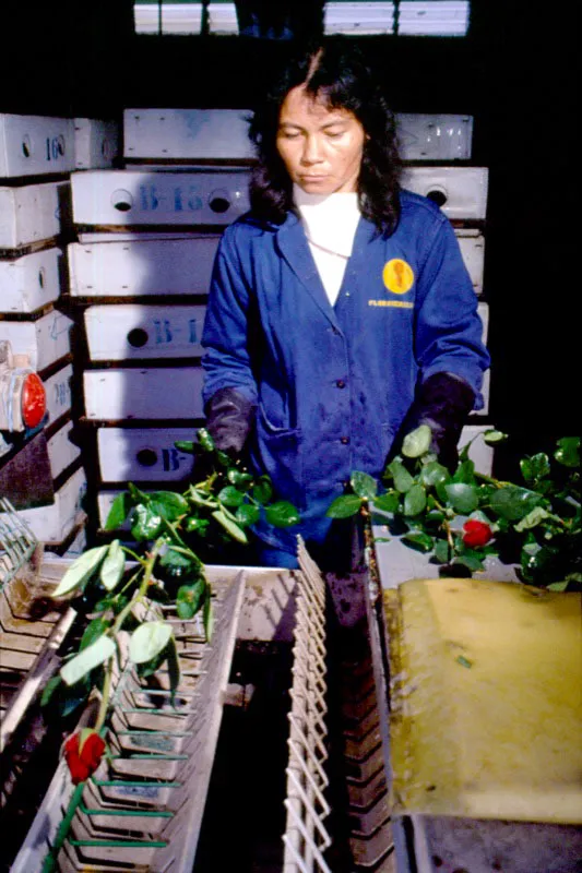 Durante el proceso de clasificación, las flores son agrupadas por variedades y tamaños. Luego son empacadas con diferentes tipos de materiales para protegerlas de daños durante el transporte; finalmente son almacenadas en cuartos fríos donde son conservadas a temperaturas de hasta 1 grado centígrado para garantizar la preservación de su calidad y la conservación de su frescura durante el trayecto de transporte al exterior. José Fernando Machado