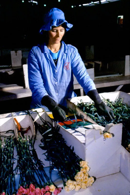 Durante el proceso de clasificacin, las flores son agrupadas por variedades y tamaos. Luego son empacadas con diferentes tipos de materiales para protegerlas de daos durante el transporte; finalmente son almacenadas en cuartos fros donde son conservadas a temperaturas de hasta 1 grado centgrado para garantizar la preservacin de su calidad y la conservacin de su frescura durante el trayecto de transporte al exterior.  Jos Fernando Machado