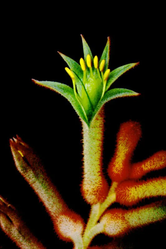 Pata de Canguro - Anigosanthus José Fernando Machado