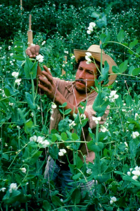 Cultivo de arveja. Manizales, Caldas. Jorge Eduardo Arango