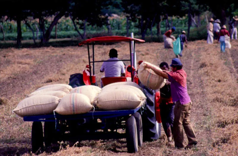 Recoleccin de soya. Venadillo, Tolima. Jos Fernando Machado