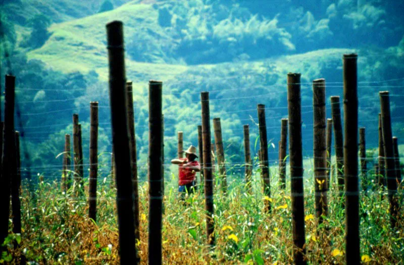 Soya y maracuyá. Santágueda, Caldas. Jorge Eduardo Arango