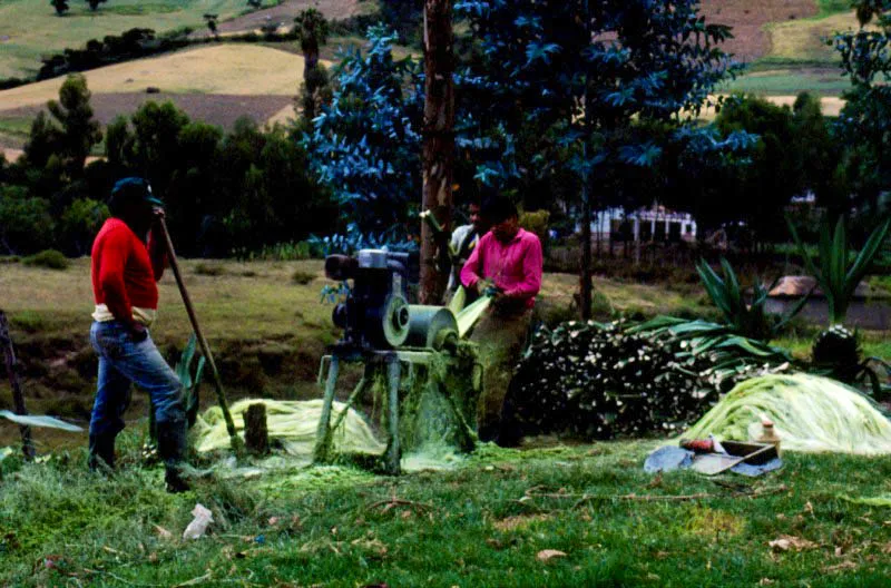 Proceso del fique. Santa Rosa, Nariño. José Fernando Machado