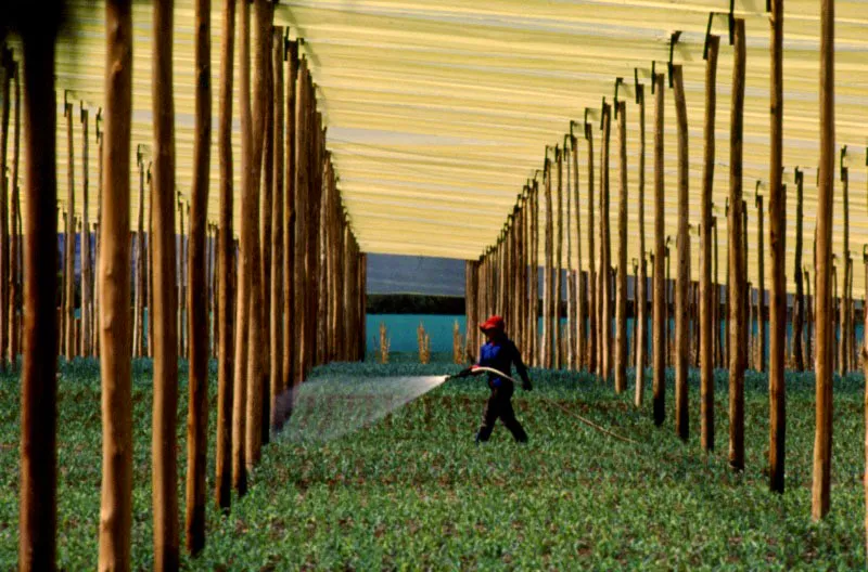 Cultivo de flores. Tocancip, Cundinamarca. Jos Fernando Machado