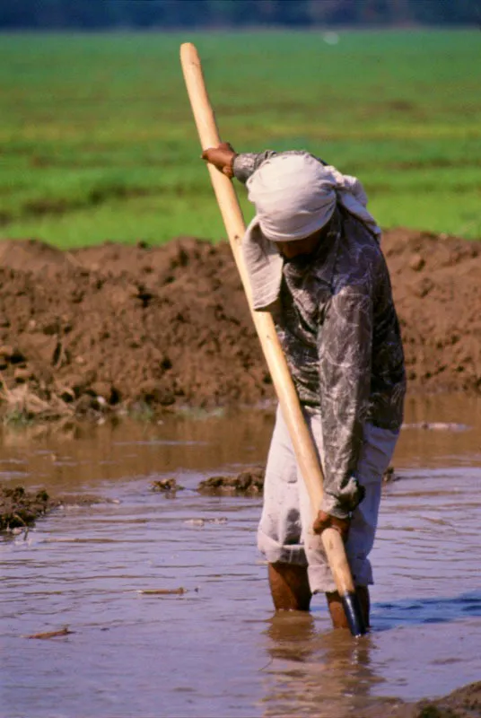 Cultivo de arroz. Valledupar, Cesar. José Fernando Machado