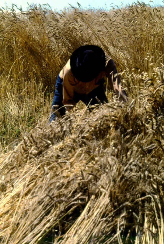 Recolección de trigo. Tota, Boyacá. José Fernando Machado