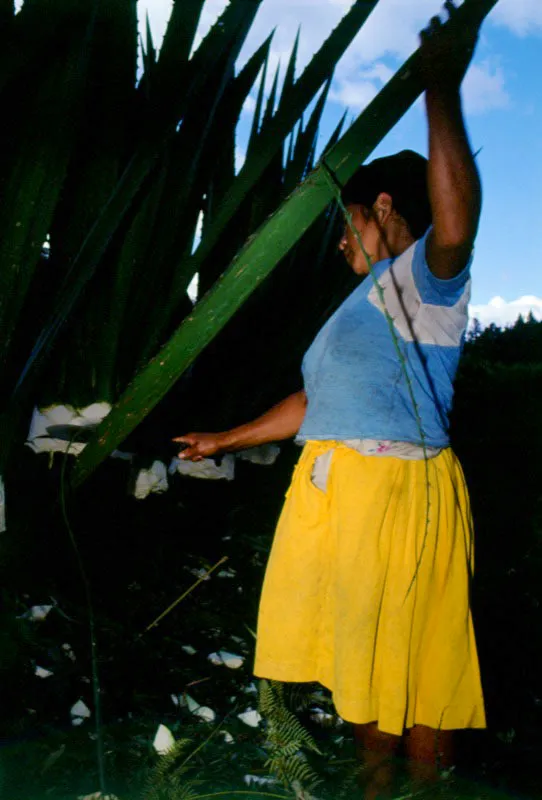 Corte del fique. Cajibo, Cauca. Jos Fernando Machado