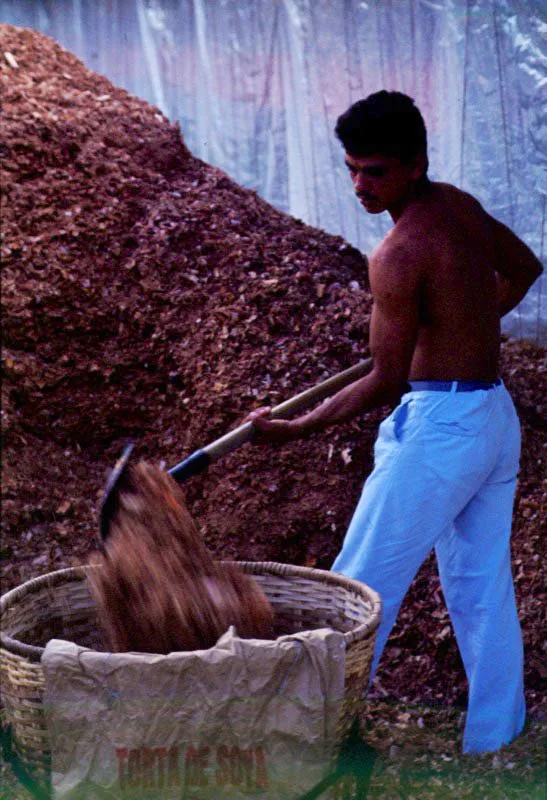 Granja avcola. Valle del Cauca. Jos Fernando Machado