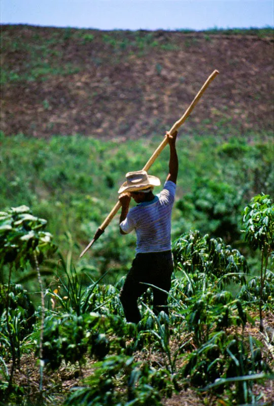 Cultivo de yuca. San Jacinto, Bolvar. Jos Fernando Machado