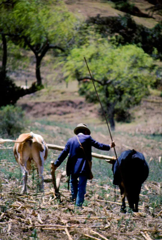 Cultivo de cebolla. Chitagá, Norte de Santander. José Fernando Machado