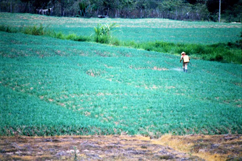 Fumigacin de la cebolla. brego, Norte de Santander. Jos Fernando Machado