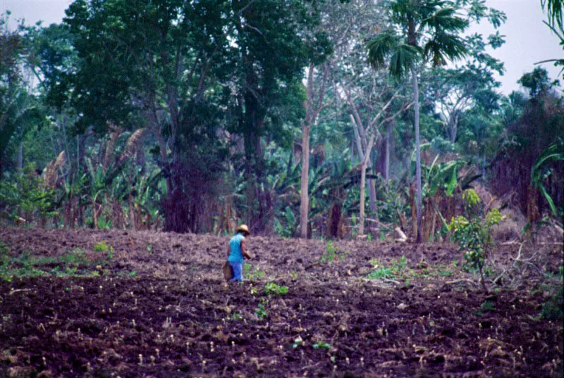 Siembra de yuca. San Onofre, Sucre. José Fernando Machado