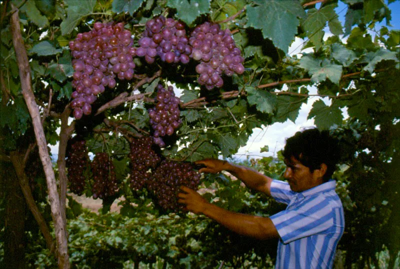 Viñedo. La Unión, Valle del Cauca. José Fernando Machado