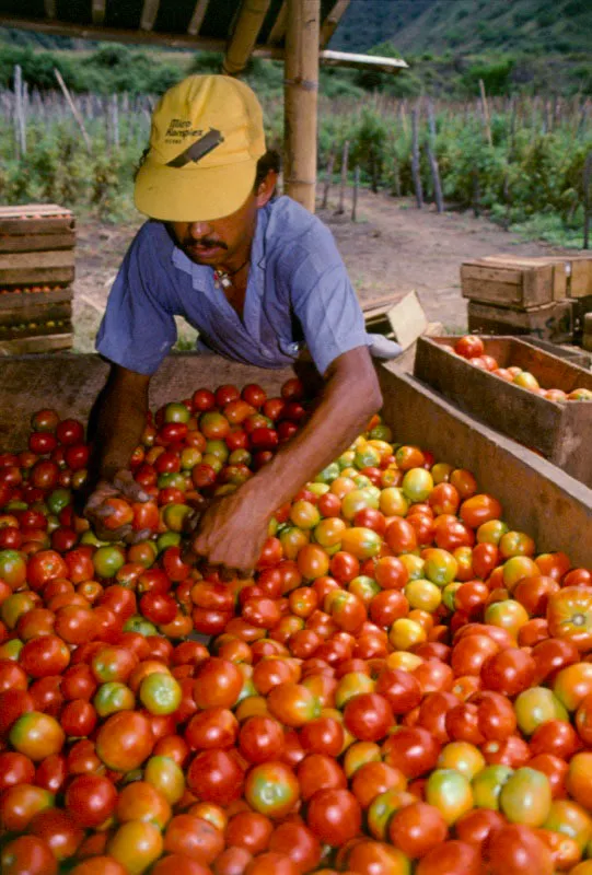 Tomate. Vijes, Valle del Cauca. José Fernando Machado