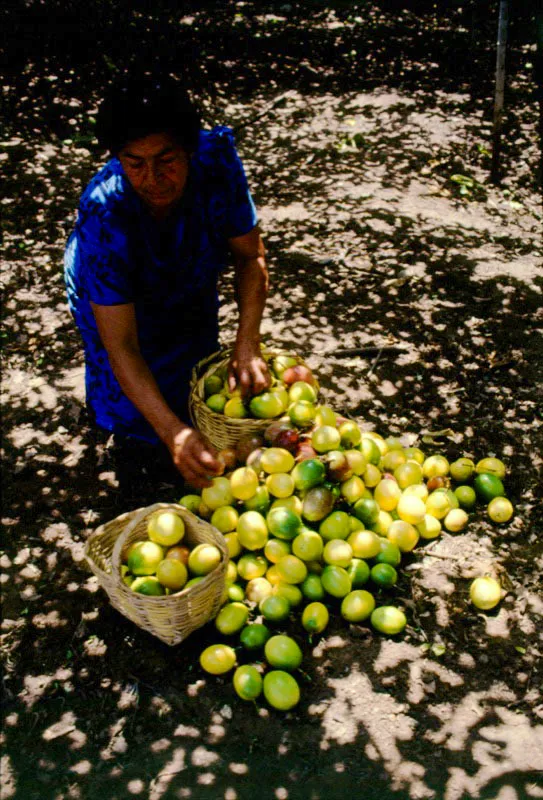 Maracuyá. Roldanillo, Valle del Cauca. José Fernando Machado