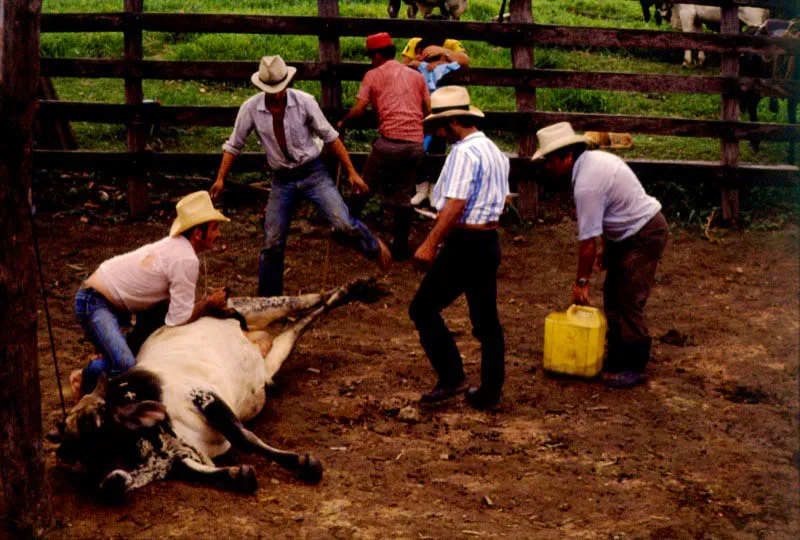 Paz de Ariporo, Casanare. Juan Camilo Segura