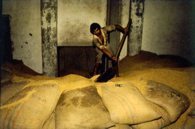 Arroz. Casanare. Juan Camilo Segura