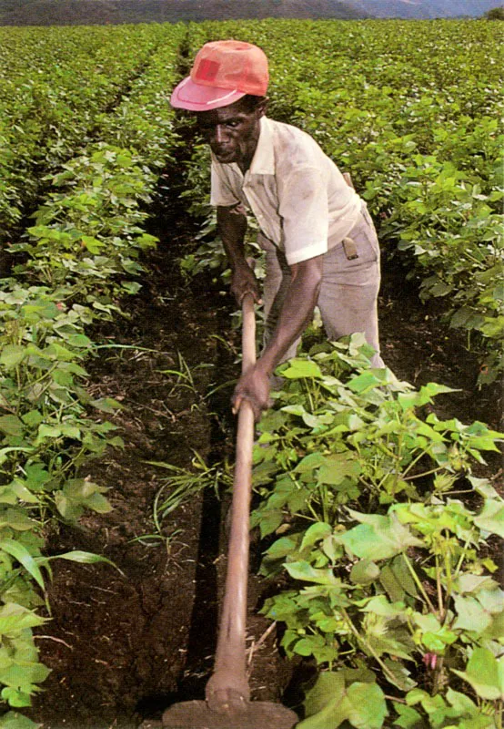 Desmalezando el algodn. Valle del Cauca. Jos Fernando Machado