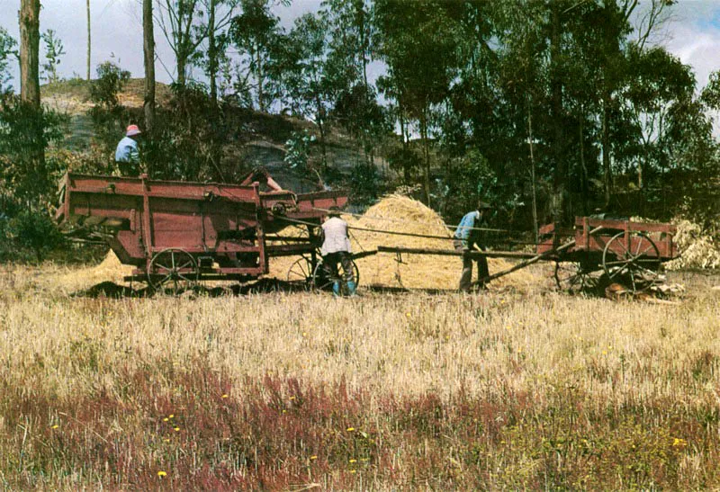 Recolección de la cebada. Carmen de Carupa, Cundinamarca. José Fernando Machado