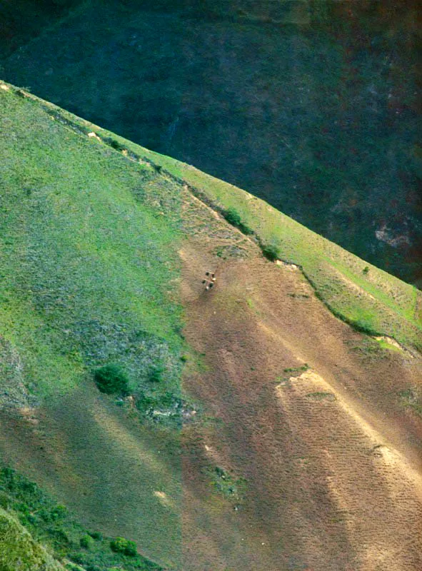 Arado con bueyes. Pamplona, Norte de Santander. Eduardo González