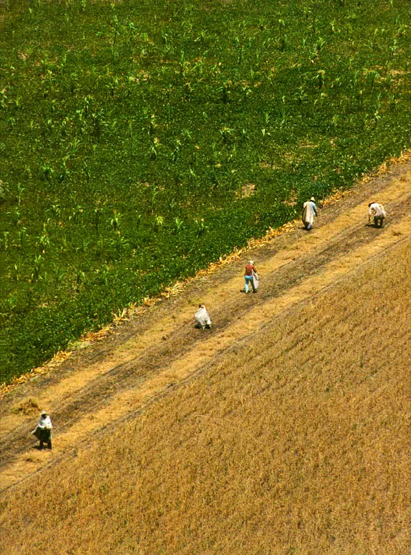 Recolección de la soya. La Unión, Valle del Cauca. José Fernando Machado