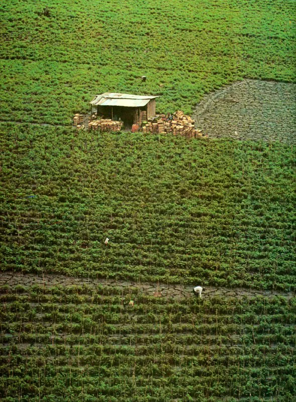 Yotoco, Valle del Cauca. Diego Samper