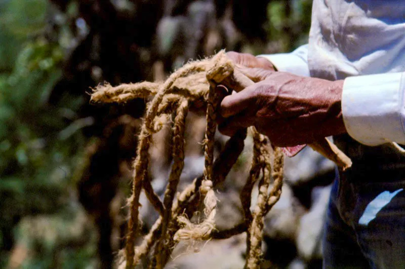 Desenredando la cabuya. Cocorná, Antioquia. José Fernando Machado