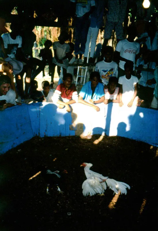 Gallera. Archipilago del Rosario, Bolvar. Cristina Uribe