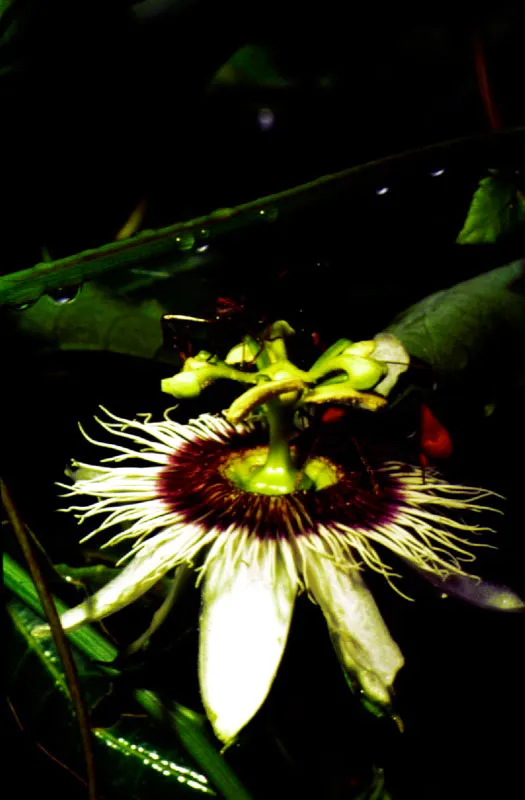 Flor de granadina de monte con chinches chupadores asociados. Parque Nacional La Macarena.