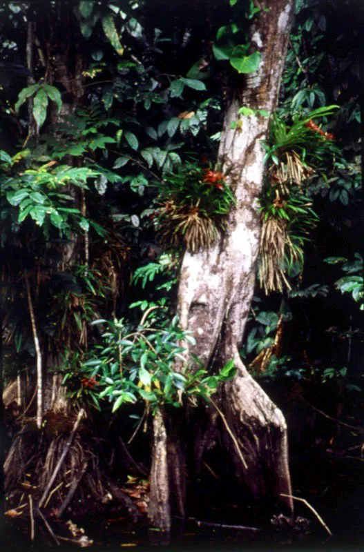 Bahía Tebada, Chocó.