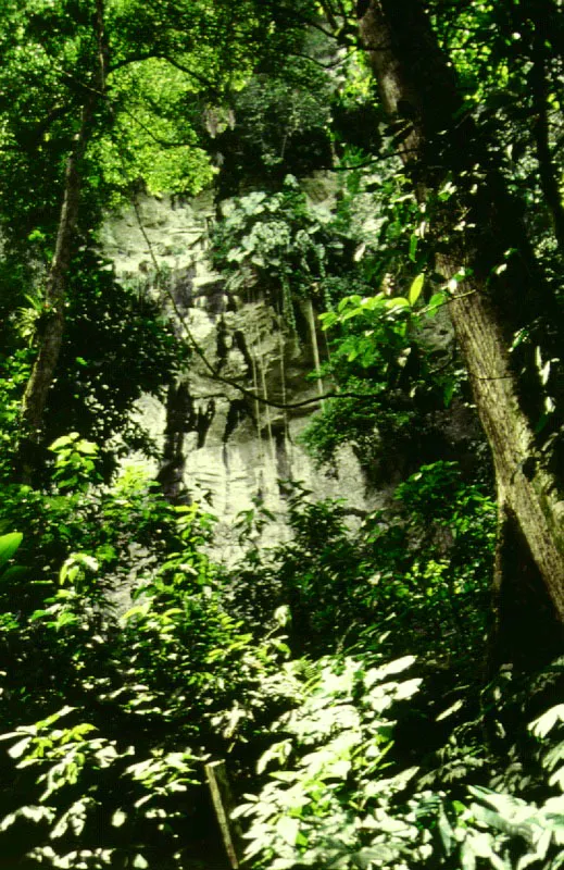 Paredes marmreas cubiertas de selva, en el can del Ro Claro, Magdalena Medio.
 