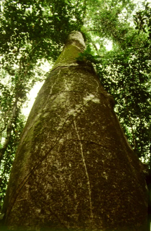 Güipo, Cavanilesia platanifolia, serranía del Darién, Chocó.