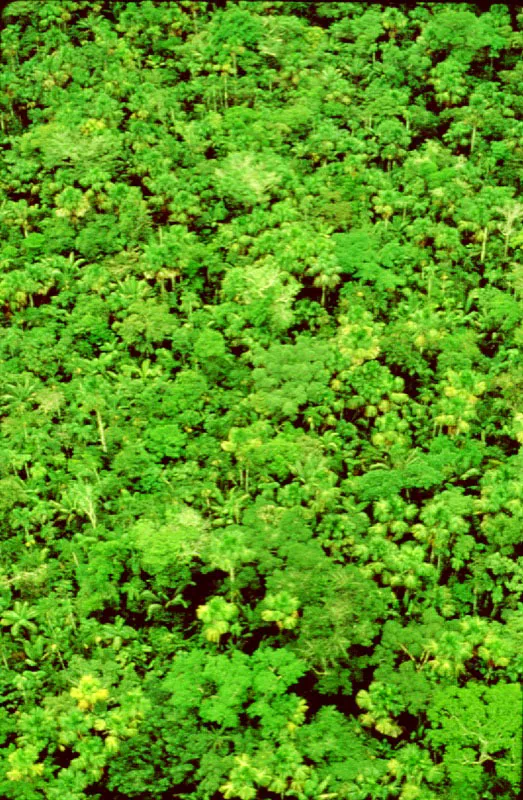 Dosel selvtico con palmas y ceibas, entre otras especies. Parque Nacional La Paya, Putumayo. 