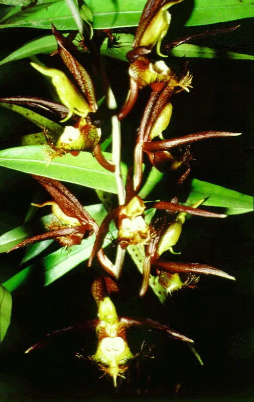 Orquídácea florecida, Amazonas.