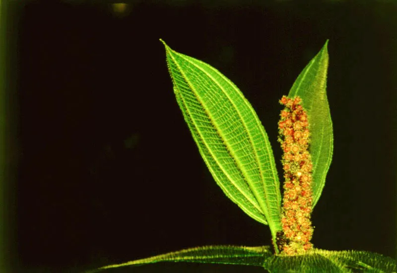 Melastomatcea. Nario, costa pacfica.
 